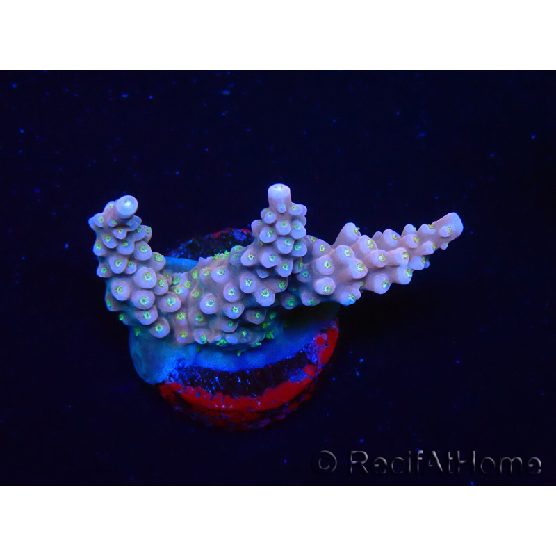 WYSIWYG RAH Acropora donei Merlin's Stab 5M1