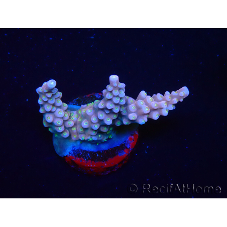 WYSIWYG RAH Acropora donei Merlin's Staff 5S1