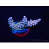 WYSIWYG RAH Acropora donei Bastone di Merlino 5M1