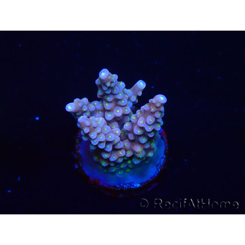 WYSIWYG RAH Acropora donei Merlin's Stab 5M2