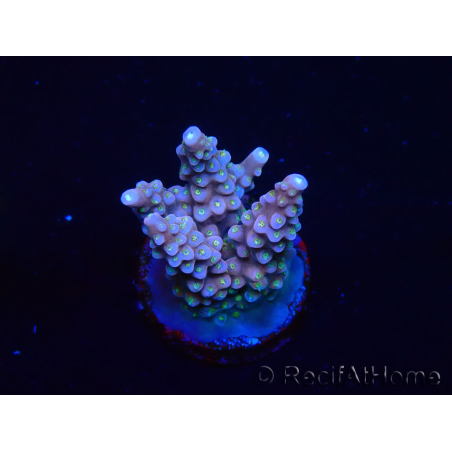 WYSIWYG RAH Acropora donei Bastone di Merlino 5M2