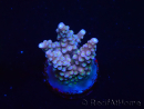 WYSIWYG RAH Acropora donei Merlin's Staff 5S2