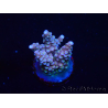 WYSIWYG RAH Acropora donei Merlin's Stab 5M2