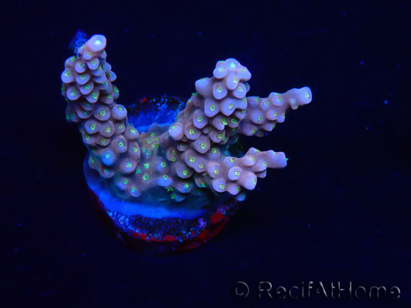 WYSIWYG RAH Acropora donei Bastone di Merlino 5M1