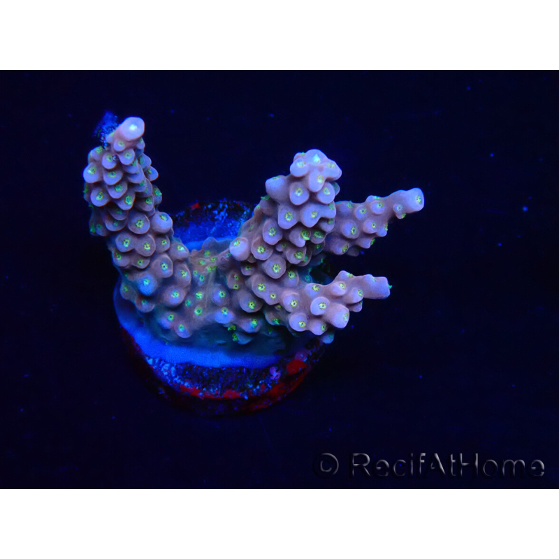 WYSIWYG RAH Acropora donei Merlin's Stab 5M1