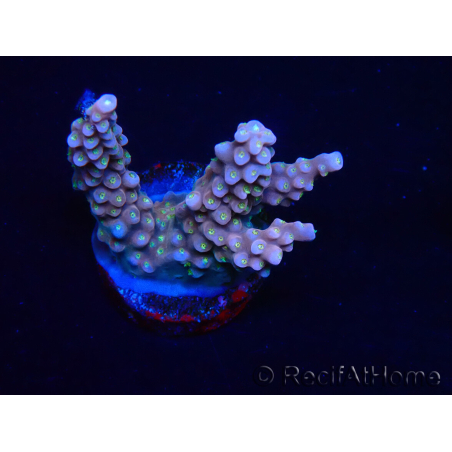 WYSIWYG RAH Acropora donei Merlin's Stab 5M1