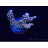 WYSIWYG RAH Acropora donei Merlin's Staff 5M1