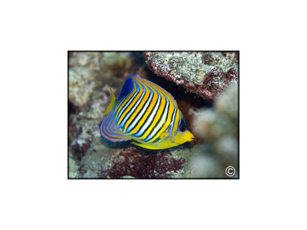Pygoplites diacanthus