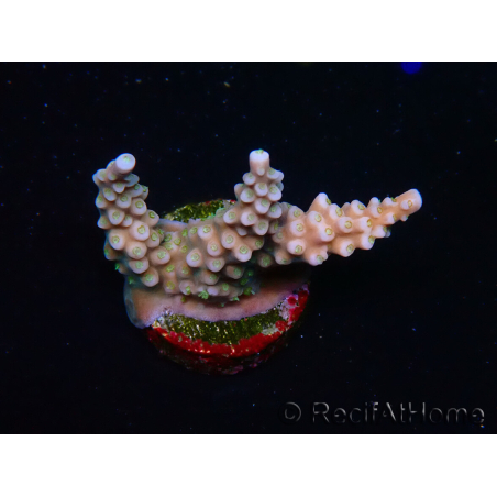 WYSIWYG RAH Acropora donei Merlin's Staff 5S1