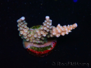 WYSIWYG RAH Acropora donei Bastone di Merlino 5M1