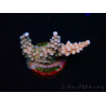 WYSIWYG RAH Acropora donei Bastone di Merlino 5M1
