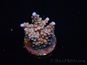 WYSIWYG RAH Acropora donei Bastone di Merlino 5M2