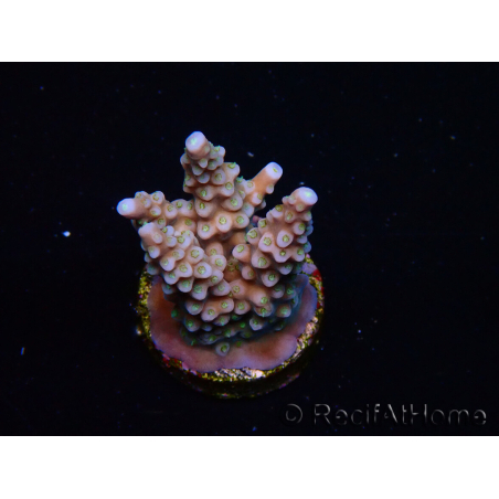 WYSIWYG RAH Acropora donei Merlin's Stab 5M2