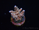 WYSIWYG RAH Acropora donei Merlin's Staff 5S2