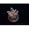 WYSIWYG RAH Acropora donei Bastón de Merlín 5M2