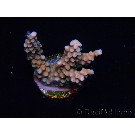 WYSIWYG RAH Acropora donei Bastone di Merlino 5M1