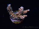 WYSIWYG RAH Acropora donei Merlin's Staff 5S3