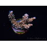WYSIWYG RAH Acropora donei Merlin's Stab 5M1