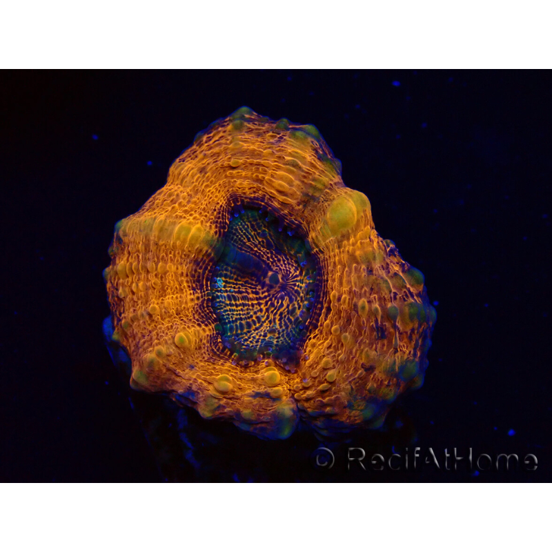 WYSIWYG - Lobophyllia sp 25 (Skeleton 4.5 cm)