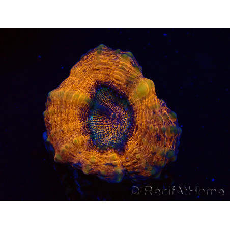 WYSIWYG - Lobophyllia sp 25 (4.5 cm)