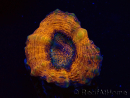 WYSIWYG - Lobophyllia sp 25 (4.5 cm)