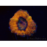 WYSIWYG - Lobophyllia sp 25 (4.5 cm)