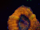WYSIWYG - Lobophyllia sp 25 (4.5 cm)