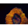 WYSIWYG - Lobophyllia sp 25 (4.5 cm)