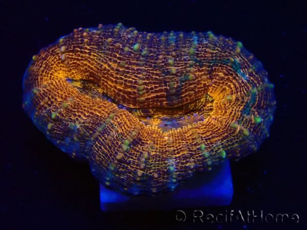 WYSIWYG - Lobophyllia sp 27 (4 cm)