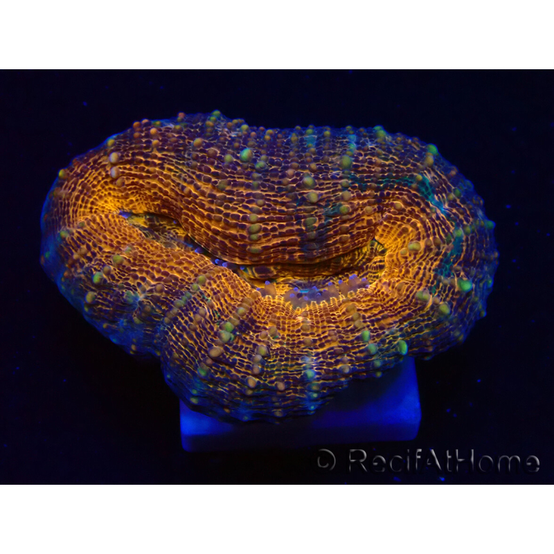 WYSIWYG - Lobophyllia sp 27 (4 cm)