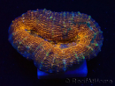 WYSIWYG - Lobophyllia sp 27 (4 cm)
