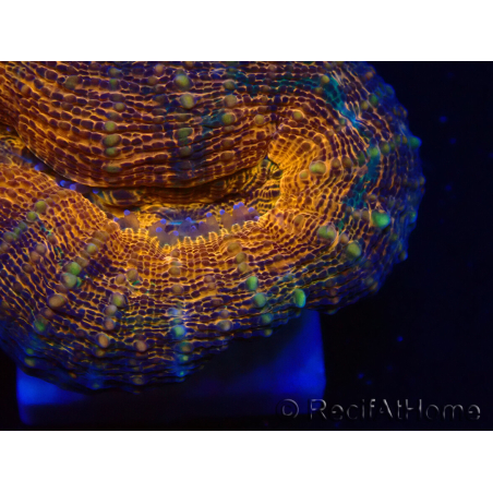 WYSIWYG - Lobophyllia sp 27 (4 cm)