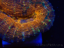 WYSIWYG - Lobophyllia sp 27 (4 cm)