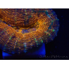 WYSIWYG - Lobophyllia sp 27 (4 cm)