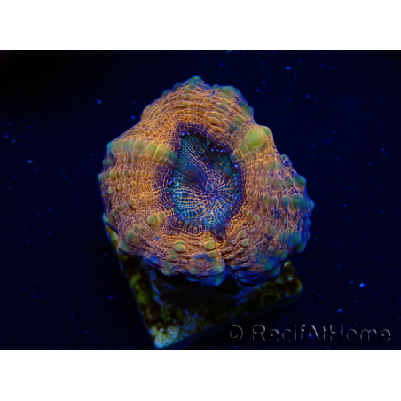 WYSIWYG - Lobophyllia sp 25 (4.5 cm)