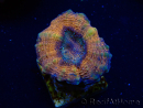 WYSIWYG - Lobophyllia sp 25 (4.5 cm)