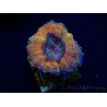 WYSIWYG - Lobophyllia sp 25 (Skeleton 4.5 cm)