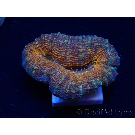 WYSIWYG - Lobophyllia sp 27 (4 cm)