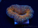 WYSIWYG - Lobophyllia sp 27 (4 cm)