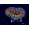 WYSIWYG - Lobophyllia sp 27 (4 cm)