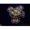 WYSIWYG - Zoanthus Blue Agave 30A6