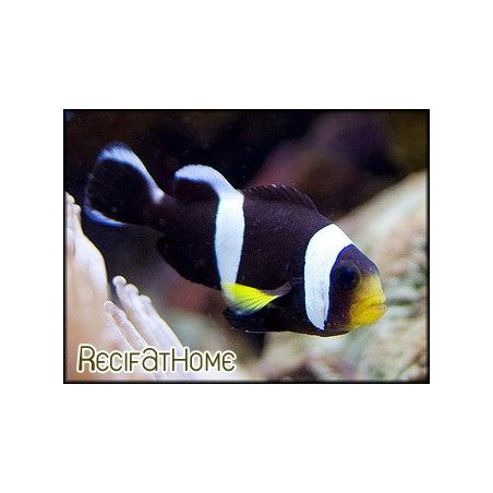 Amphiprion polymnus