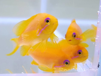 Granulat für Zuchtfische INVE (315-500 μm) 100 g