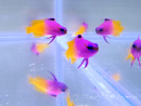 Granulés pour poissons d'élevage INVE (315-500 μm) 100 grs