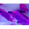 Gránulos para peces de cultivo INVE (315-500 μm) 100 grs
