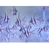 Granulés pour poissons d'élevage 0.5mm RAH 25 grs Sachet