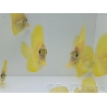 Granulés pour poissons d'élevage 0.5mm RAH 25 grs Sachet