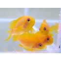 Granulés pour poissons d'élevage INVE (315-500 μm) 100 grs