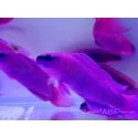 Pellets for farmed fish INVE (315-500 μm) 100 grams