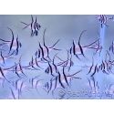 Pellets for farmed fish INVE (315-500 μm) 100 grams